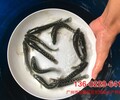 湖北岳陽黑魚苗山東聊城黃顙魚苗批發