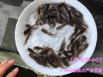 杂交笋壳鱼苗澳泰杂交笋壳鱼苗纯泰笋壳鱼苗出售笋壳鱼苗养殖基地图片4