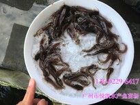 杂交笋壳鱼苗澳泰杂交笋壳鱼苗纯泰笋壳鱼苗出售笋壳鱼苗养殖基地图片0