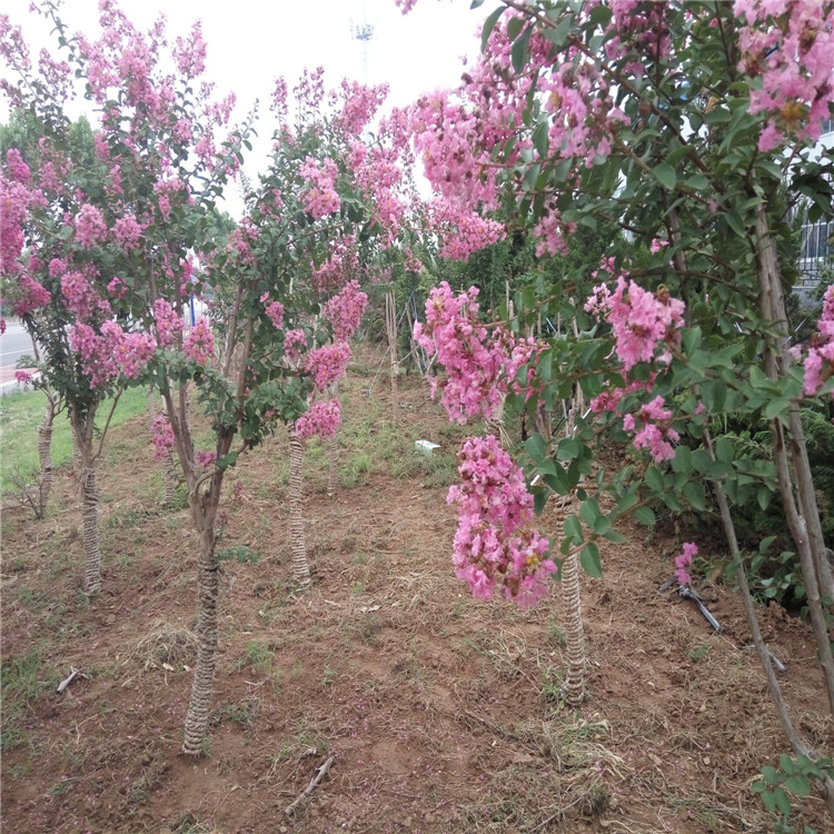 百日紅樹苗河北省哪里有 大量有貨