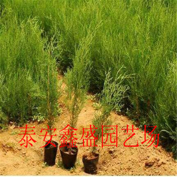 一公分粗側(cè)柏苗寧夏回族自治區(qū)種植基地在哪品種