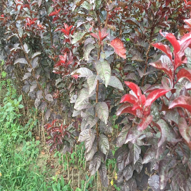 紫叶李树苗种植基地在哪 价格合理