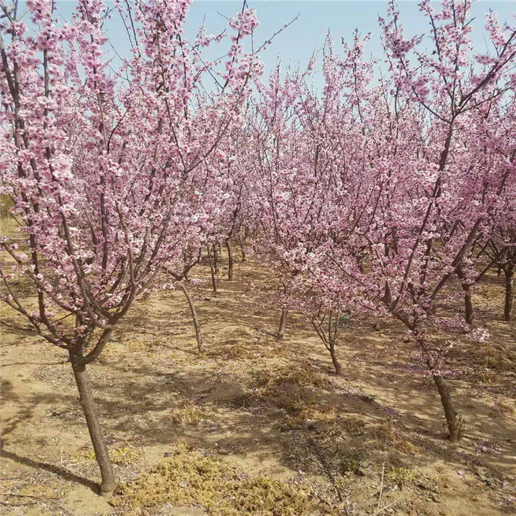 紫叶李树苗种植基地在哪 价格合理