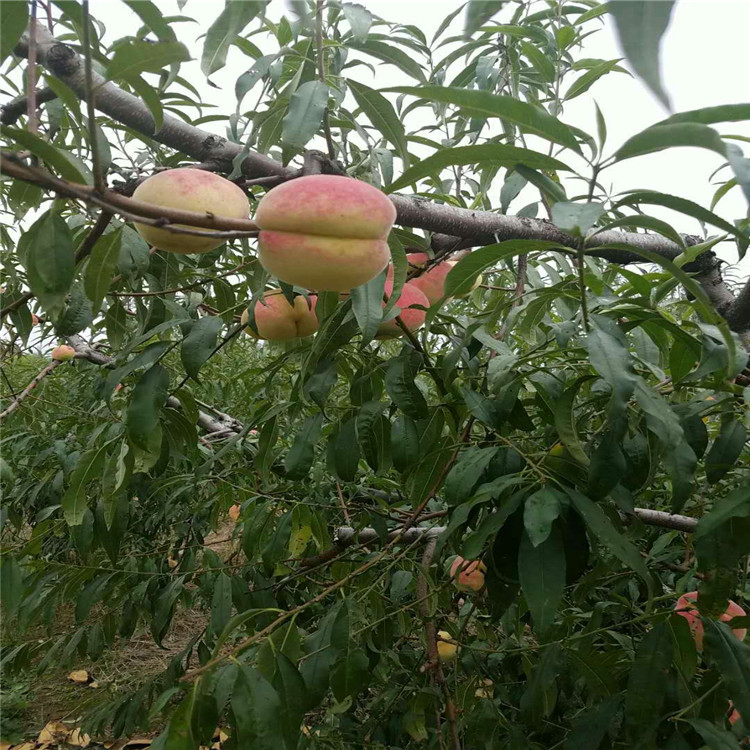 陕西省早熟桃树苗种植基地在哪桃树苗品种