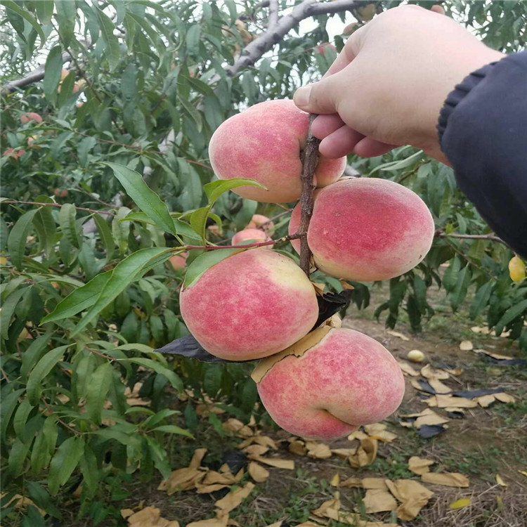 潭水镇经济总量_潭水镇中心小学