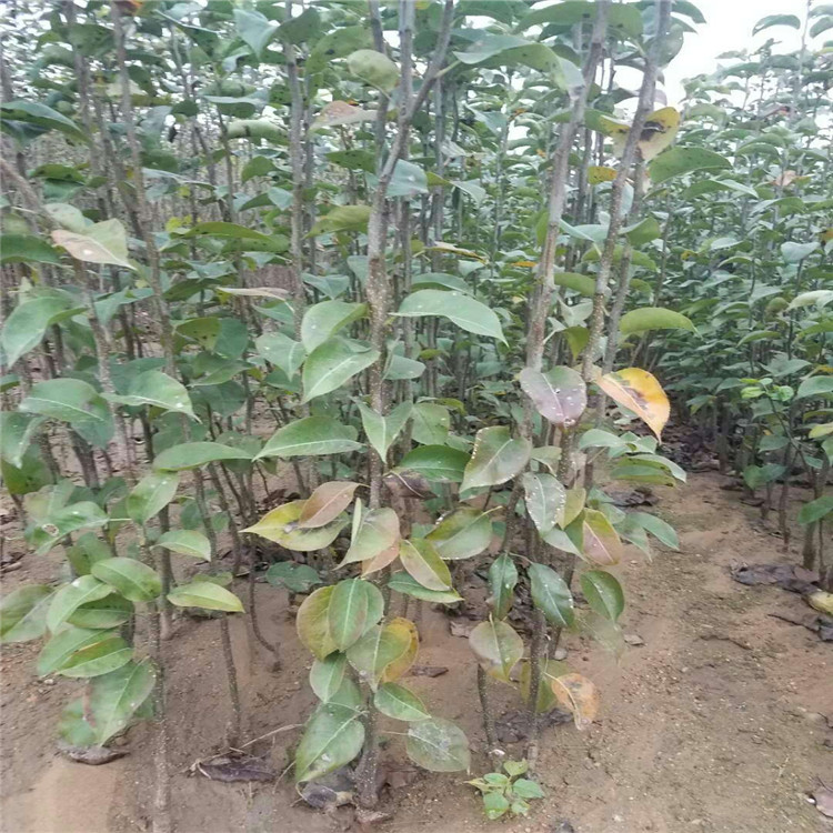 内自治区当年挂果梨树苗种植基地在哪 嫁接梨树苗大量有货