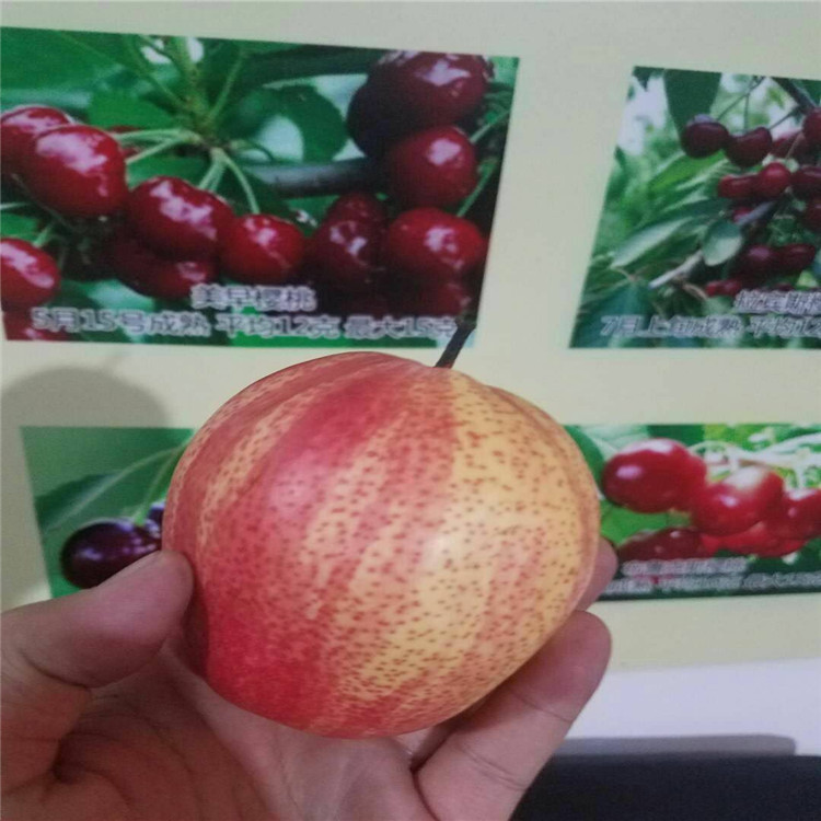 當(dāng)年掛果梨樹苗多少錢一棵 產(chǎn)量高梨樹苗