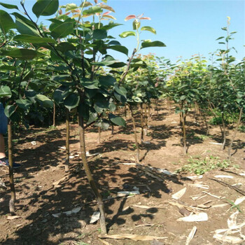 云南省秋月梨樹苗種植基地在哪根系發(fā)達(dá)梨樹苗