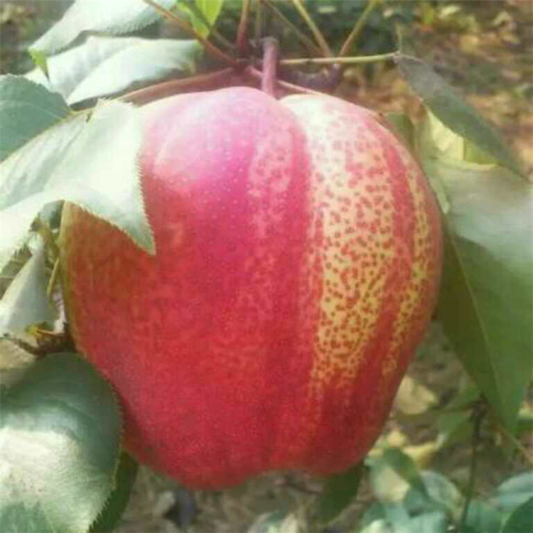 河南省梨樹苗小苗哪里有 梨樹苗現(xiàn)貨充足