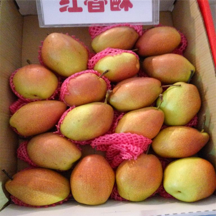 全紅梨樹(shù)苗價(jià)格 嫁接苗品質(zhì)