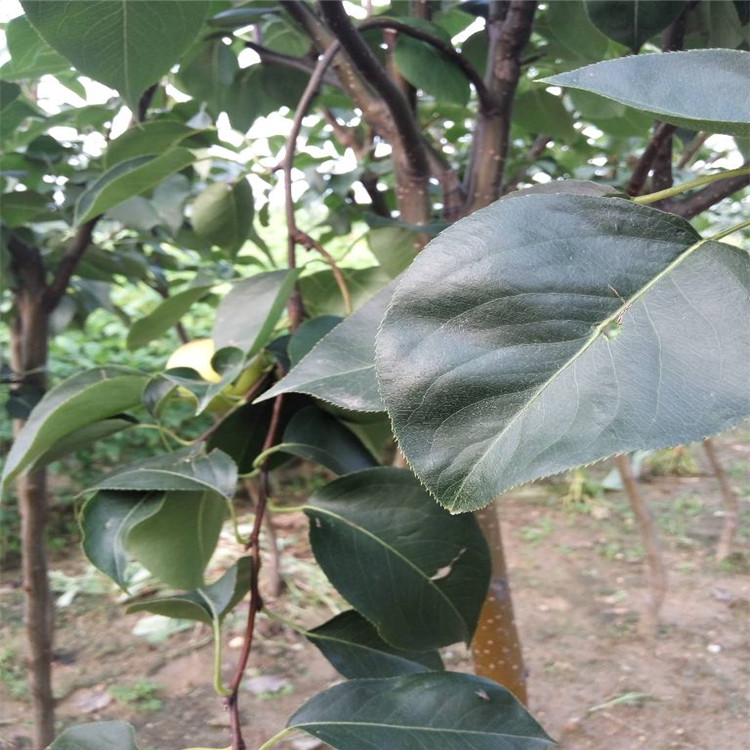 嫁接梨樹苗價(jià)格 嫁接苗品質(zhì)