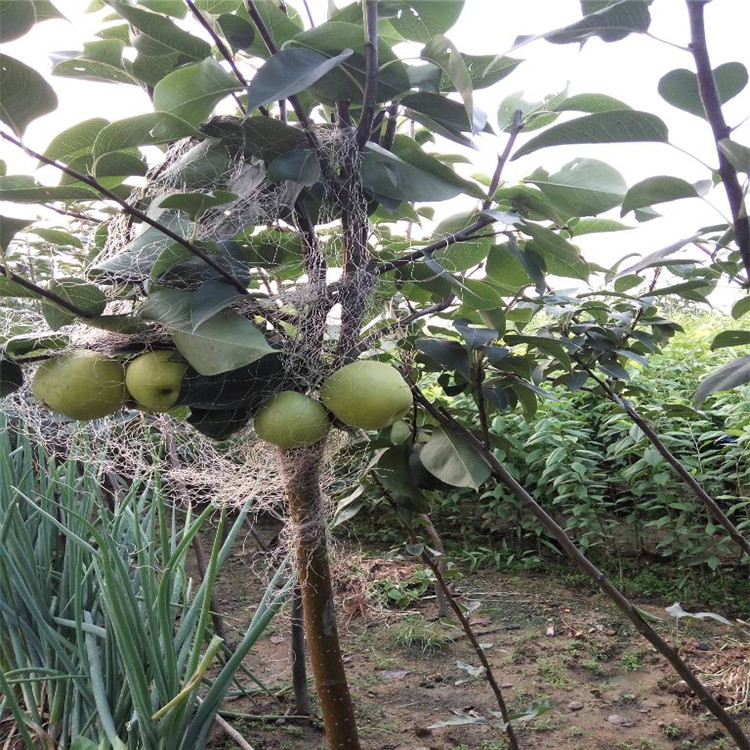 天津玉露香梨苗多少錢一棵 嫁接苗品質(zhì)