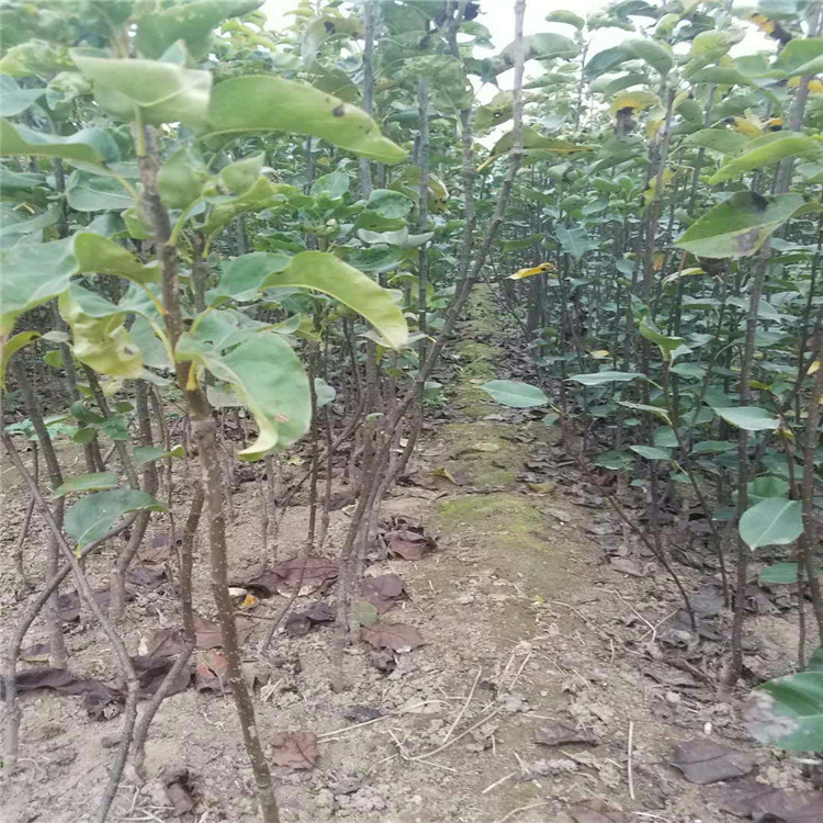 青海省早酥红梨树苗种植基地在哪 适应能力强的梨树苗