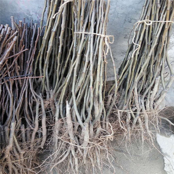 新疆梨樹(shù)苗小苗種植基地在哪產(chǎn)量高梨樹(shù)苗