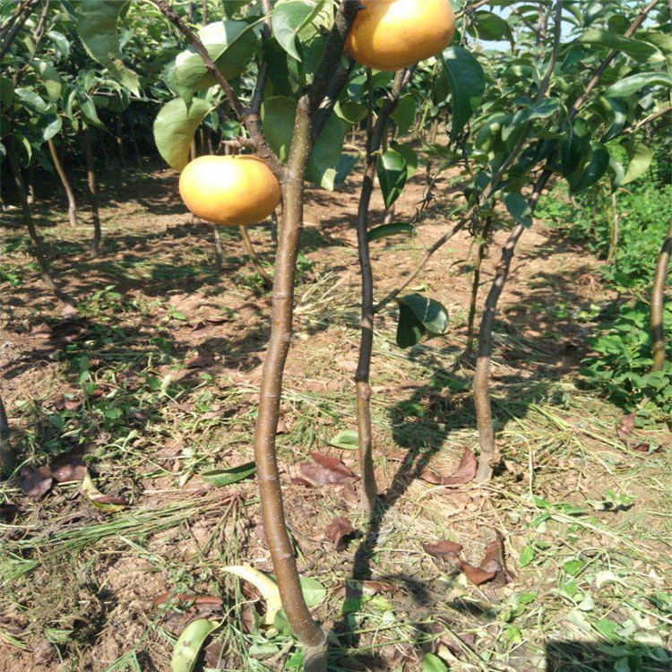 晚秋黄梨苗种植基地在哪 梨树苗现货充足