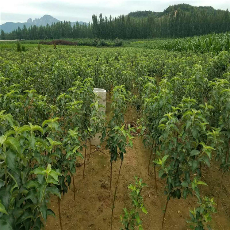 贵州省蜂糖李子苗种植基地在哪 根系发达李子树苗