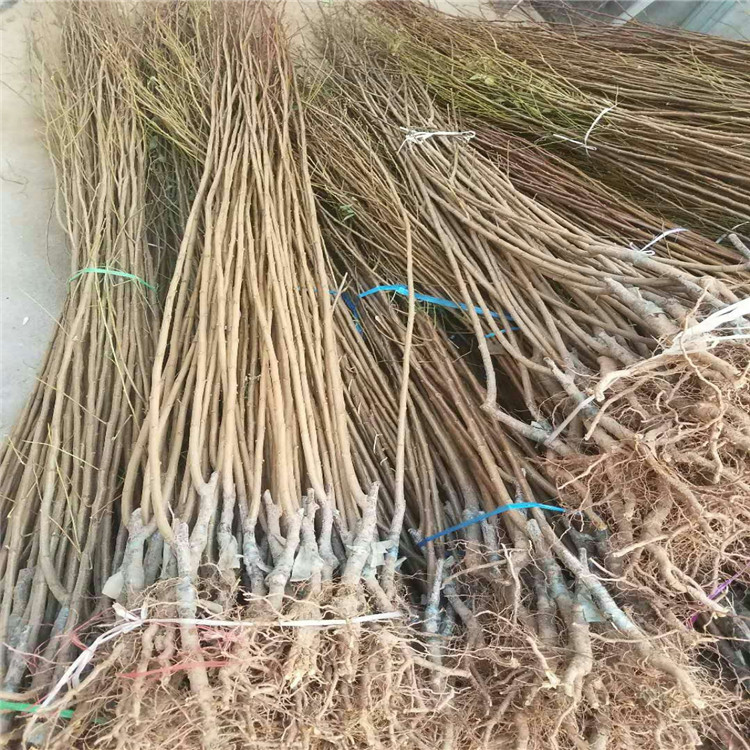 湖南省成活率高的李子樹苗哪里有 李子樹苗規(guī)格
