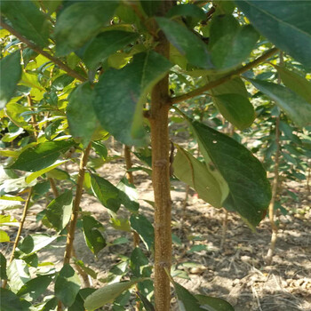 贵州省蜂糖李子苗种植基地在哪根系发达李子树苗