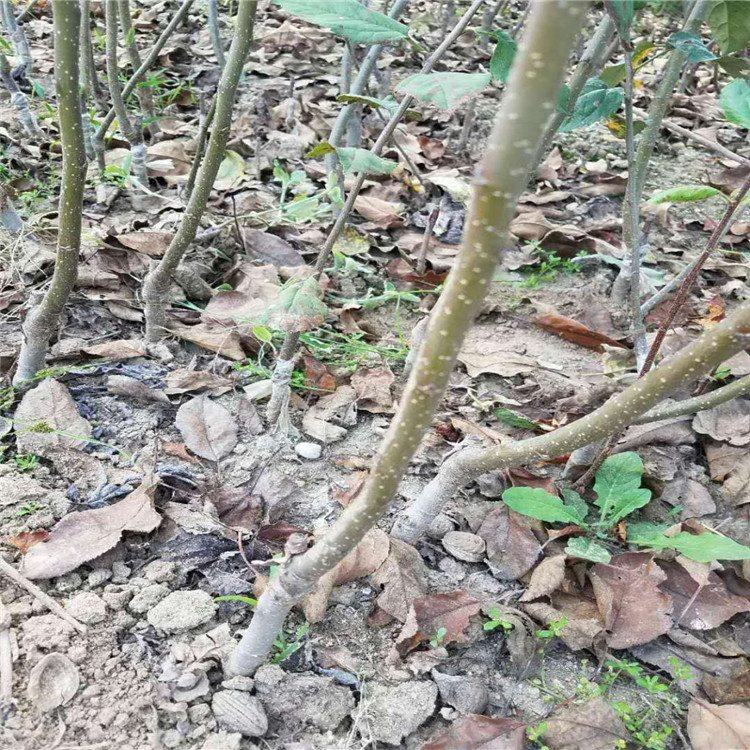 天津苹果苗小苗种植基地在哪 根系发达苹果树苗