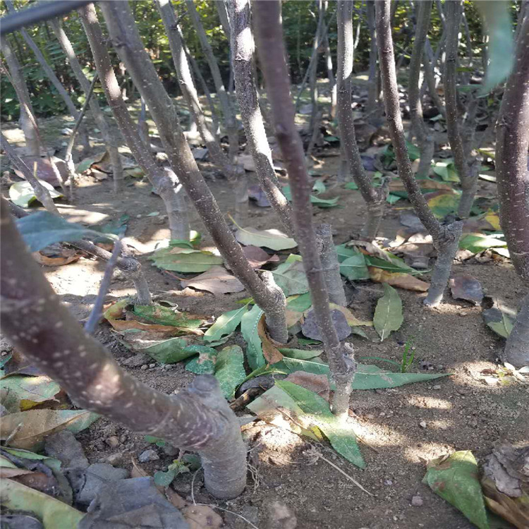 烟富6号苹果苗种植基地在哪 适应能力强的苹果树苗