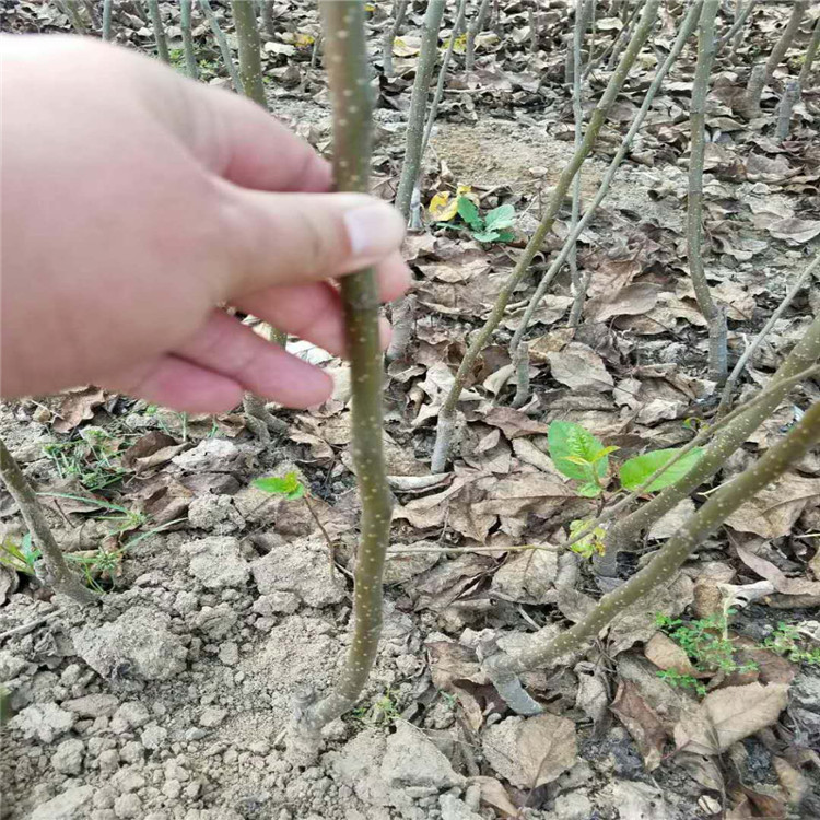 自治区红富士苹果苗价格 根系发达苹果树苗