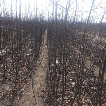 海南省红肉苹果树苗种植基地在哪苹果树苗大量供应