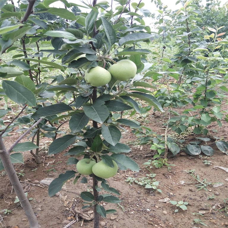 烟富3号苹果苗价格 抗强苹果树苗品种