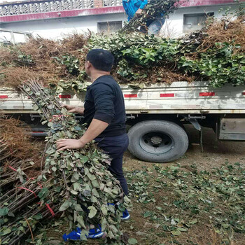 江蘇省紅富士蘋果苗價格蘋果樹苗大量供應(yīng)