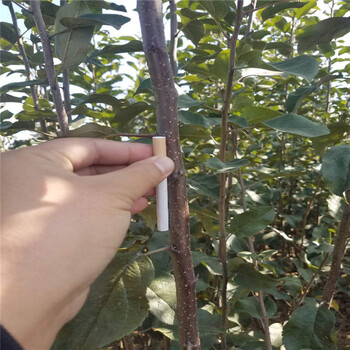 重慶成活率高的蘋果樹苗種植基地在哪根系發(fā)達蘋果樹苗