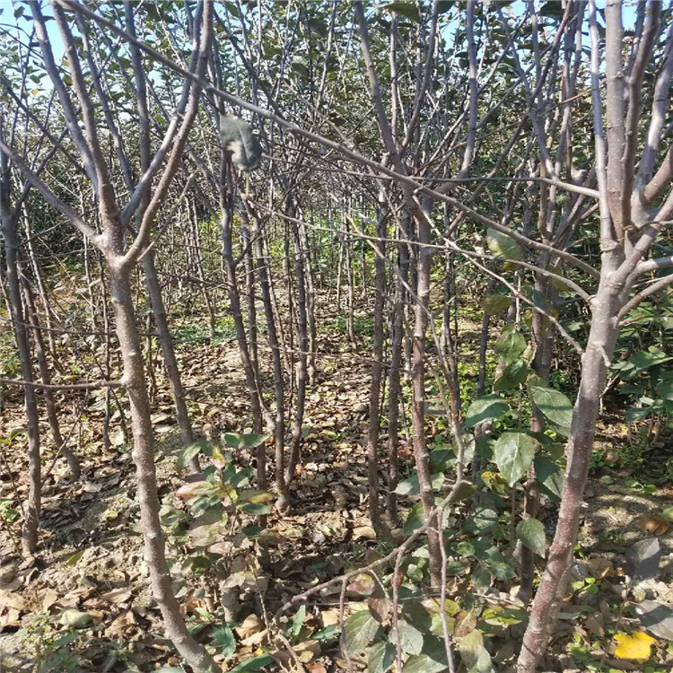 天津苹果苗小苗种植基地在哪 根系发达苹果树苗