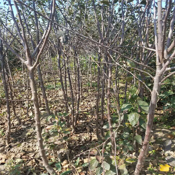 矮化M26中間砧蘋果苗價格蘋果樹苗大量供應(yīng)