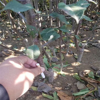 美國8號蘋果苗種植基地在哪蘋果樹苗品種