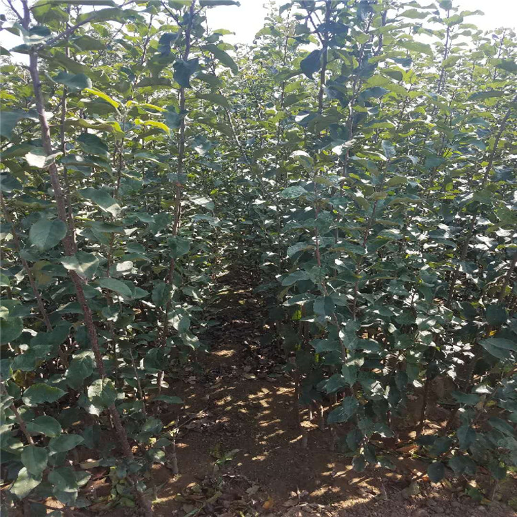 矮化M26中間砧蘋果苗種植基地在哪 抗強蘋果樹苗品種