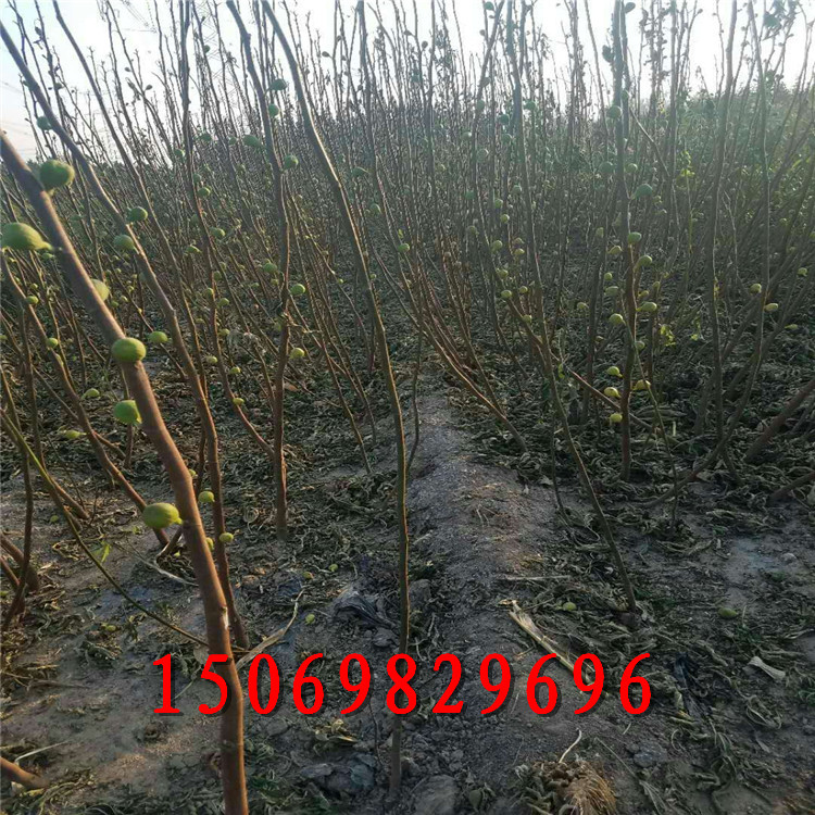 三公分無(wú)花果苗多少錢一棵 無(wú)花果樹(shù)苗大量有貨