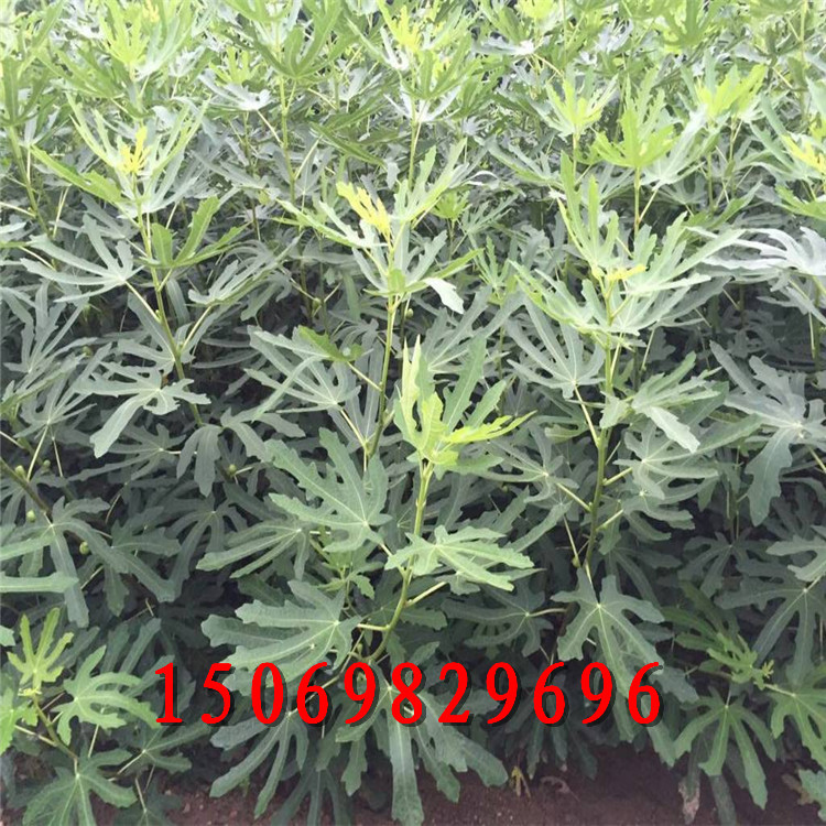 三公分無(wú)花果苗多少錢一棵 無(wú)花果樹(shù)苗大量有貨