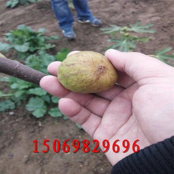 三公分無花果苗多少錢一棵無花果樹苗大量有貨