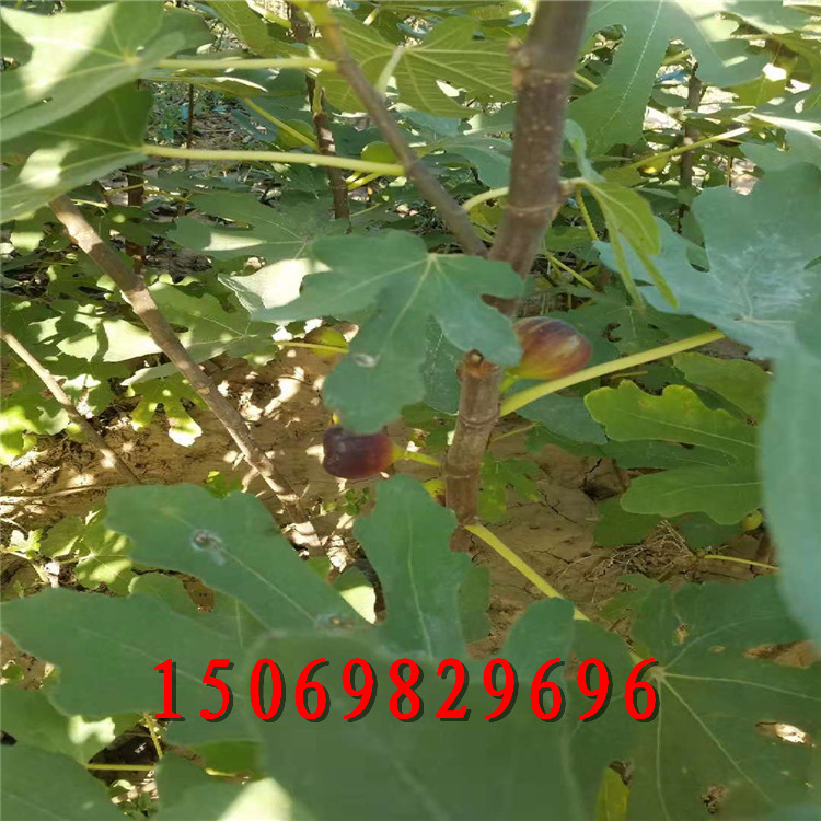 三公分無(wú)花果苗多少錢一棵 無(wú)花果樹(shù)苗大量有貨