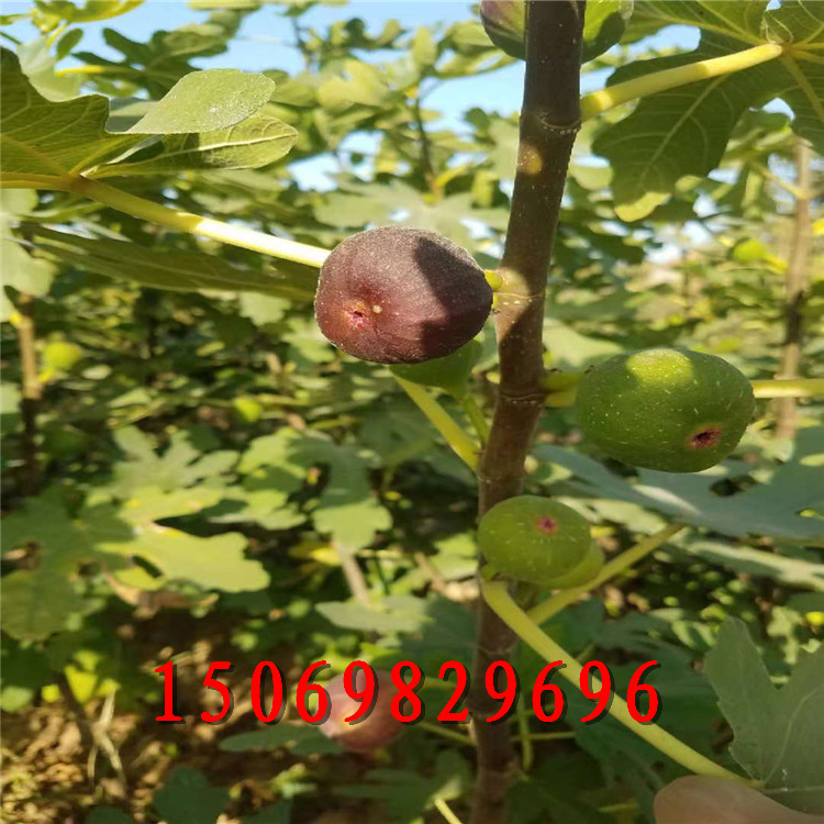 三公分無(wú)花果苗多少錢一棵 無(wú)花果樹(shù)苗大量有貨