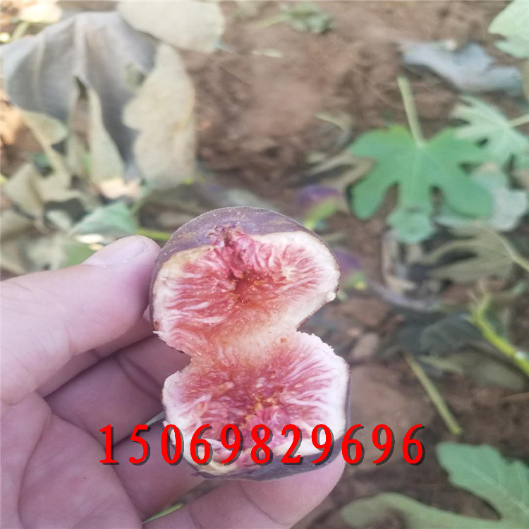 三公分無(wú)花果苗多少錢一棵 無(wú)花果樹(shù)苗大量有貨