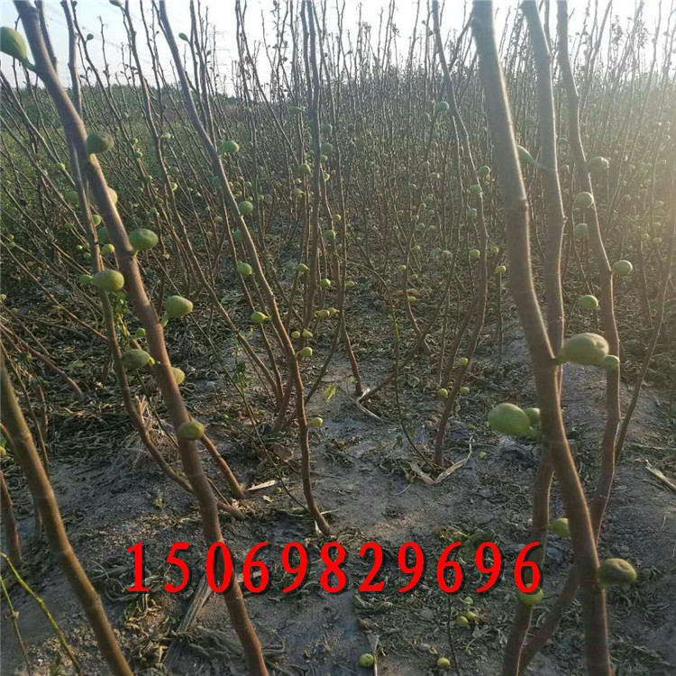 三公分無(wú)花果苗多少錢一棵 無(wú)花果樹(shù)苗大量有貨