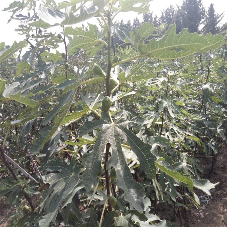 陕西省布兰瑞克无花果树苗种植基地在哪 