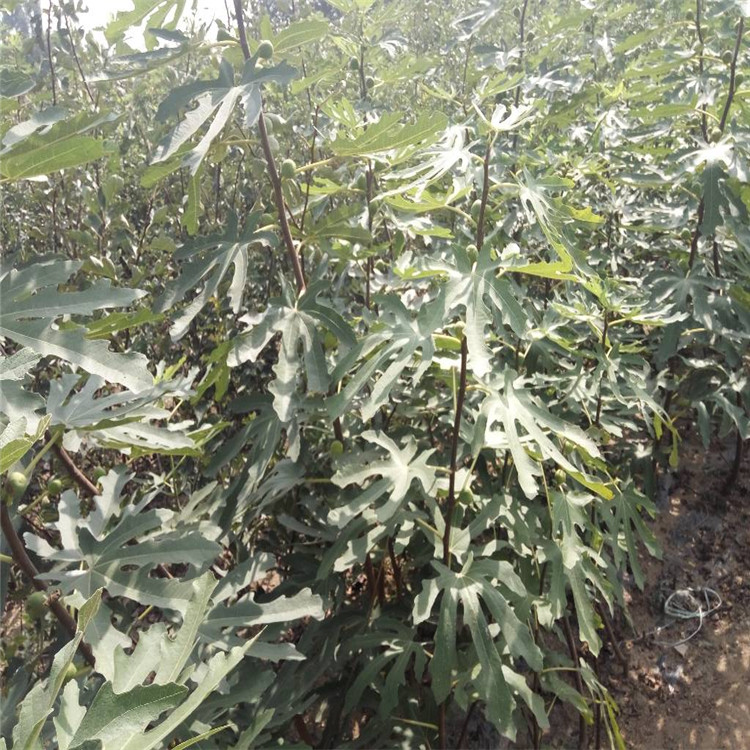 北京金傲芬无花果苗种植基地在哪 无花果树苗现货充足