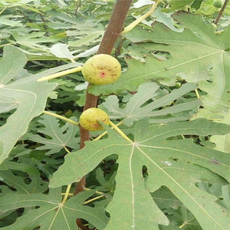 甘肃省无花果小苗种植基地在哪 无花果树苗品种