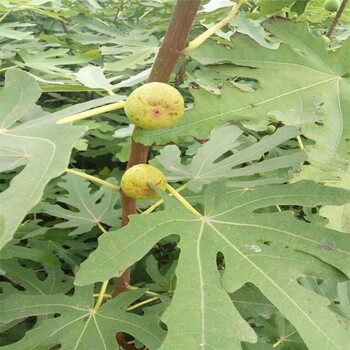 上海金傲芬無花果苗種植基地在哪根系發(fā)達無花果樹苗