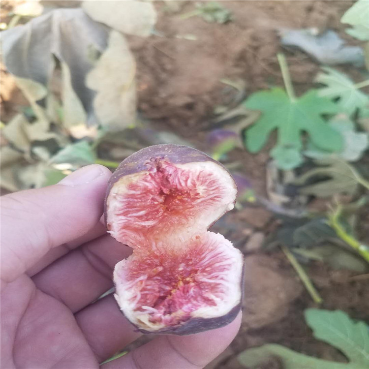 甘肃省无花果小苗种植基地在哪 无花果树苗品种