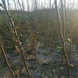 青海省成活率高的无花果树苗种植基地在哪根系发达无花果树苗图片