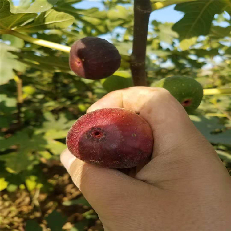 甘肃省无花果小苗种植基地在哪 无花果树苗品种