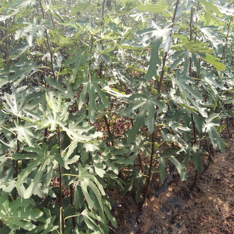 陕西省无花果小苗种植基地在哪 嫁接苗品质