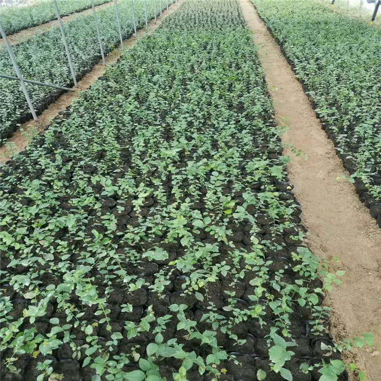 贵州省蓝丰蓝莓苗种植基地根系发达蓝莓苗