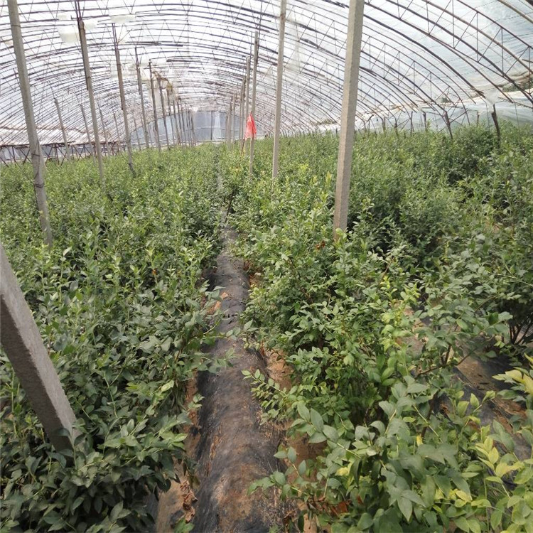 三年生蓝莓苗多少钱一棵  蓝莓苗品种